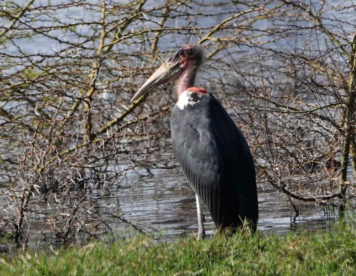 Marabou Stork - ML627821737