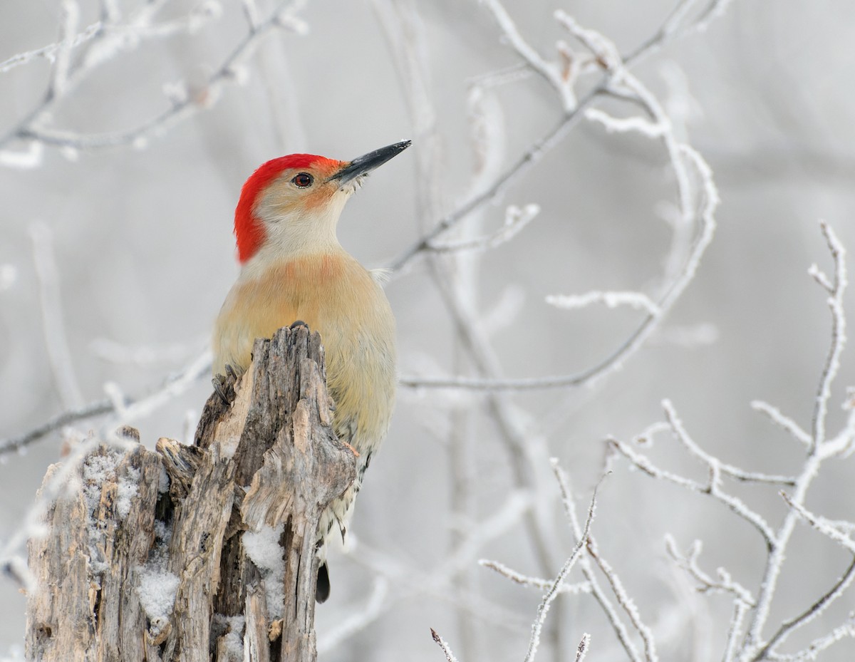 Red-bellied Woodpecker - ML627821752