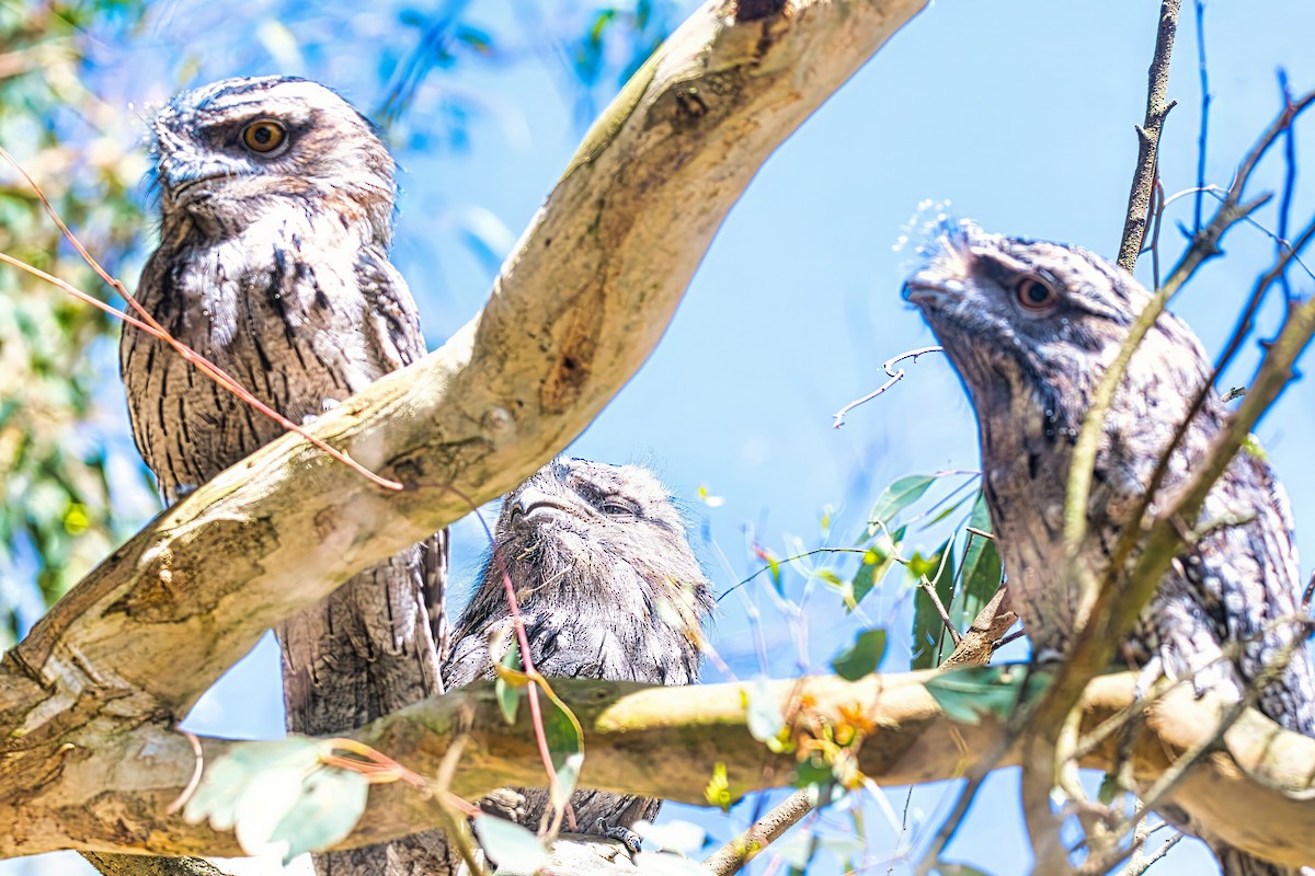 Tawny Frogmouth - ML627821788