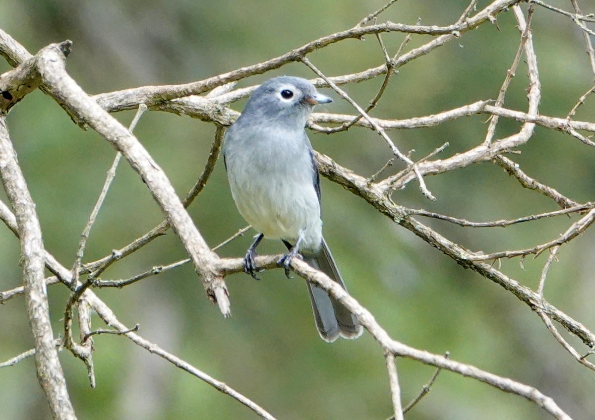 Gözlüklü Drongo Sinekkapanı - ML627821891