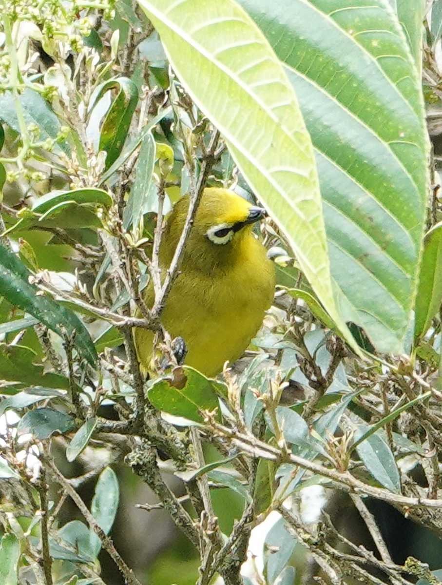 Zostérops jaune - ML627821899
