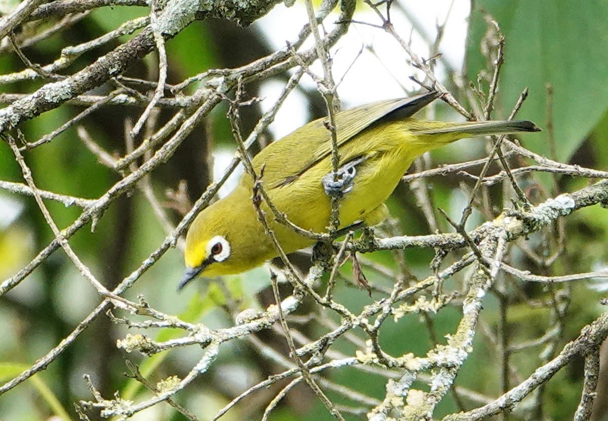 Zostérops jaune - ML627821900