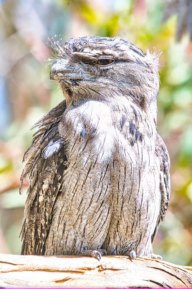 Tawny Frogmouth - ML627821935