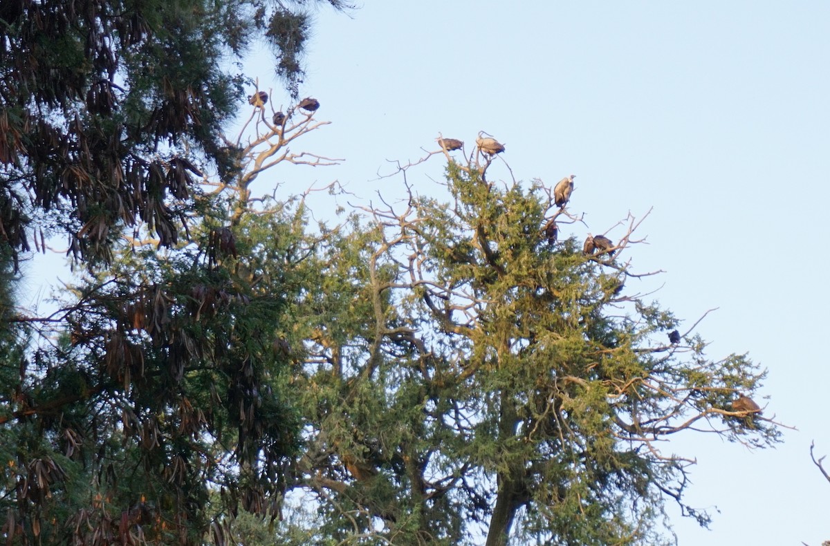 White-backed Vulture - ML627821989