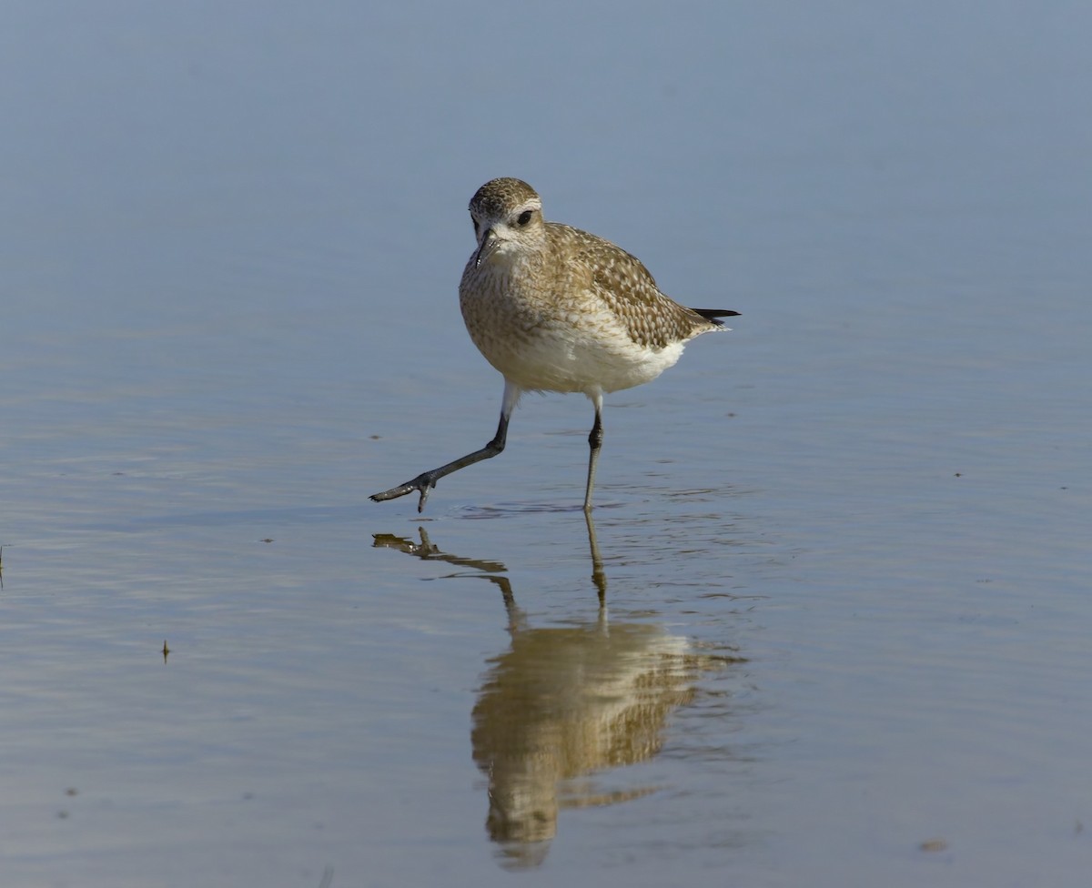 eBird Checklist - 17 Dec 2024 - Perry R. Bass Marine Fisheries Research ...