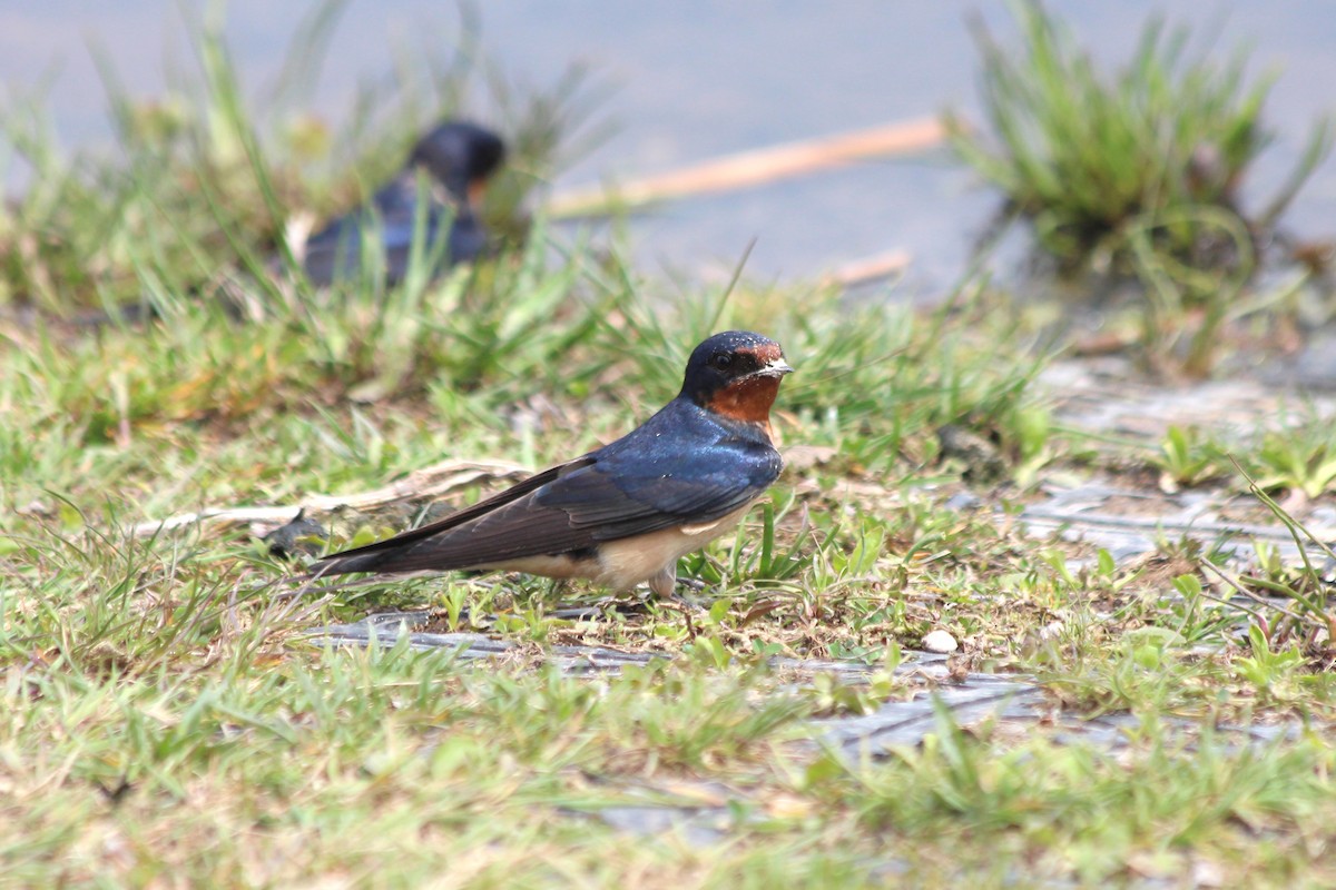 Barn Swallow - ML627822003