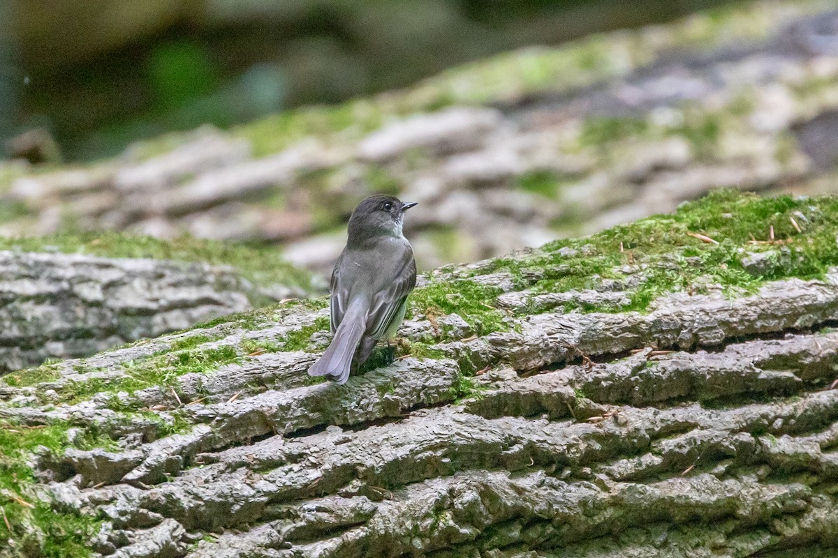 Eastern Phoebe - ML627822071