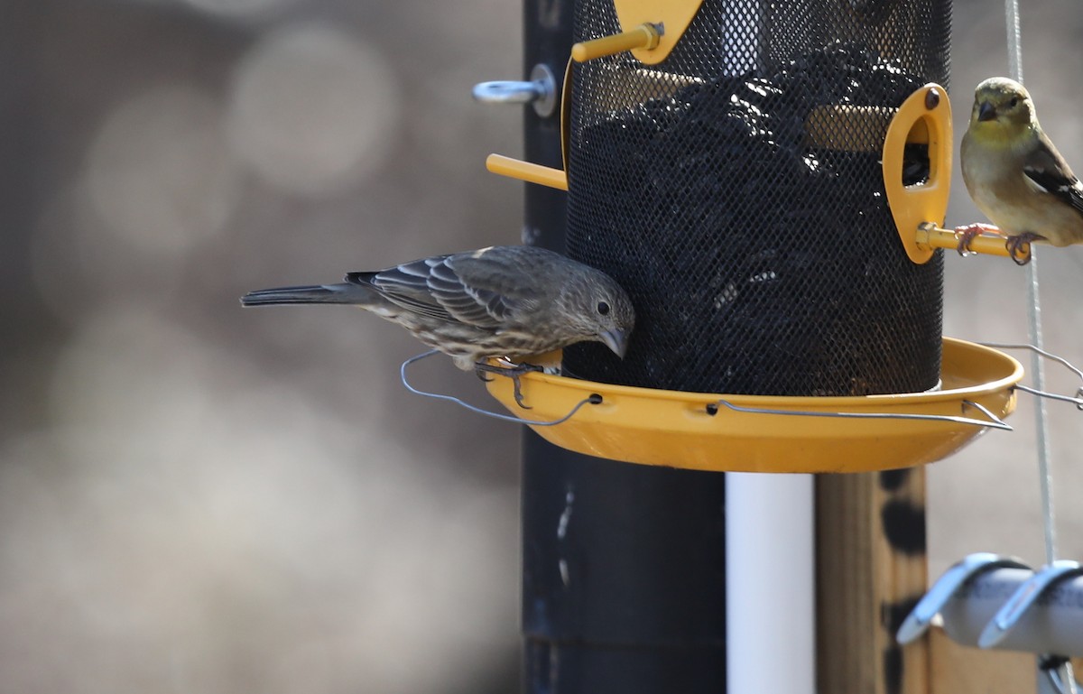 House Finch - ML627822108