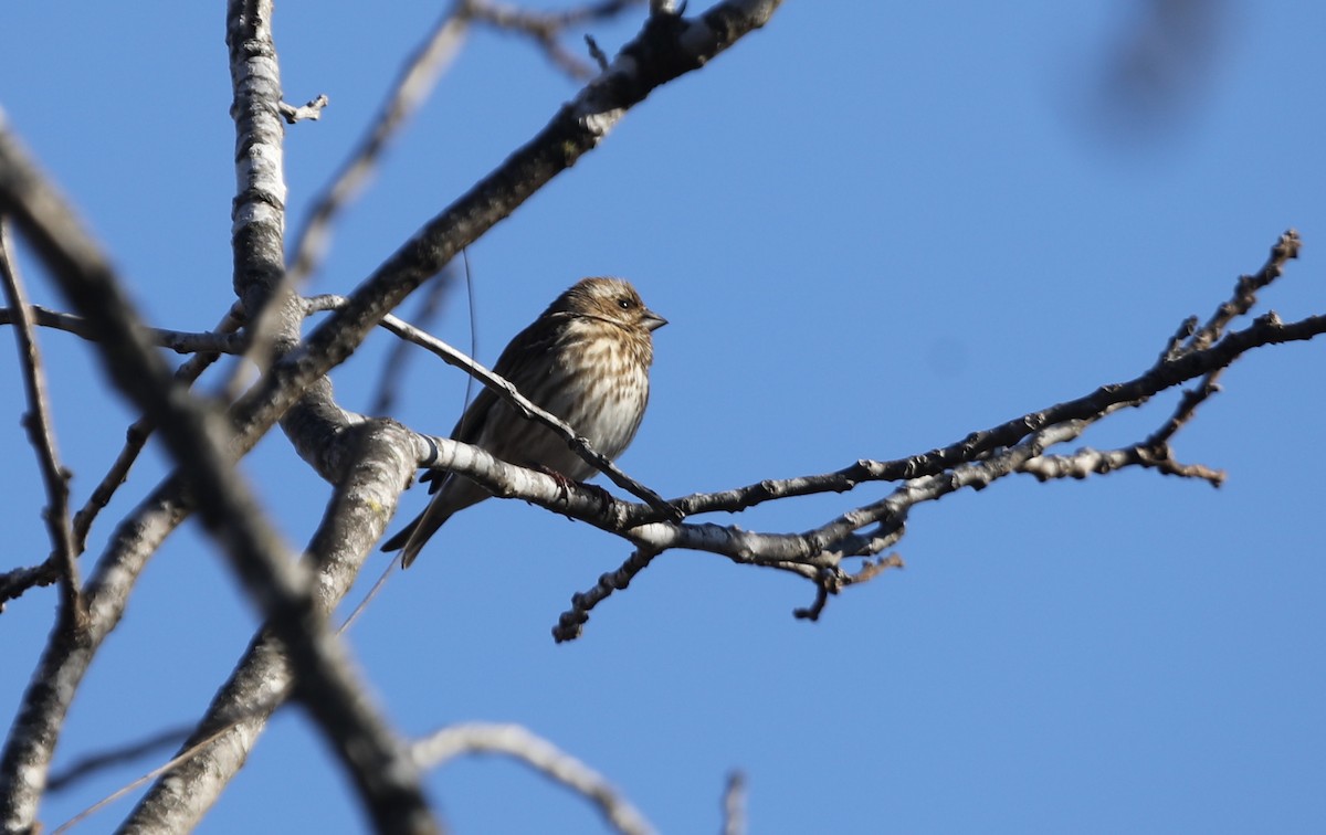 Purple Finch - ML627822119