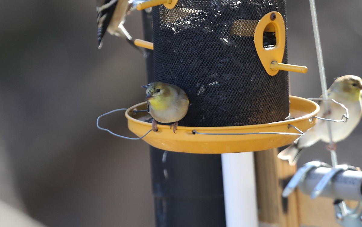 American Goldfinch - ML627822148