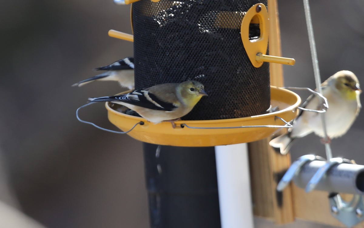 American Goldfinch - ML627822149