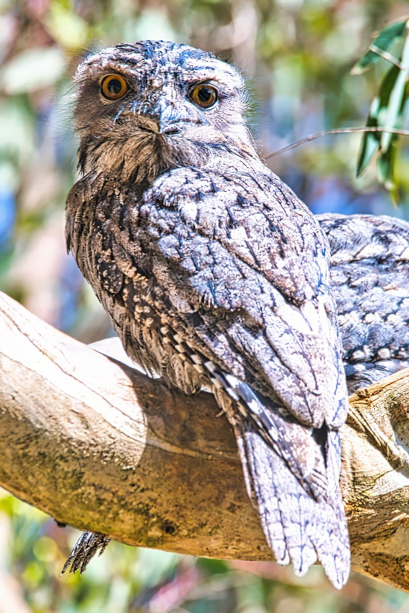 Tawny Frogmouth - ML627822150