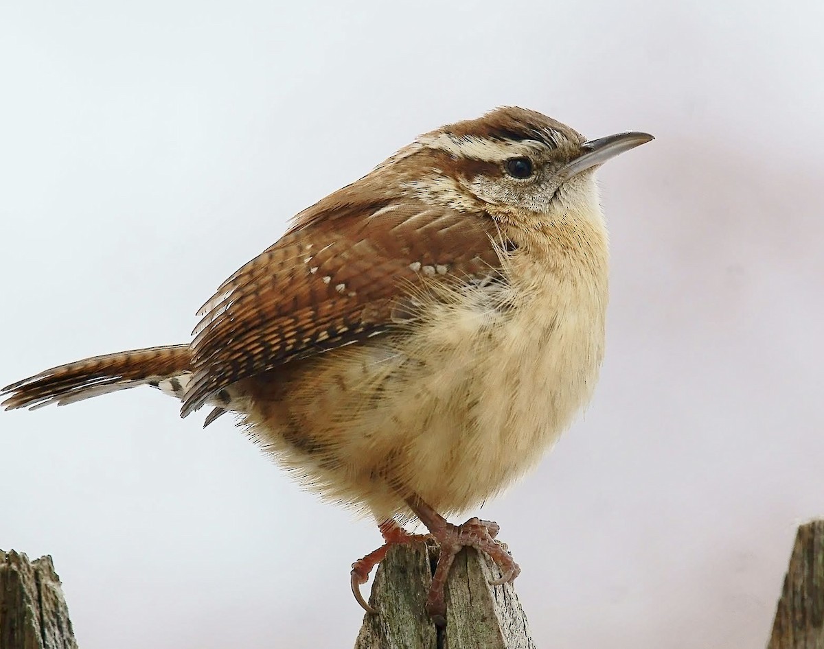Carolina Wren - ML627822151