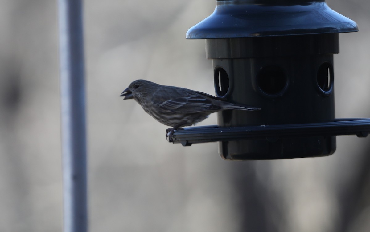 House Finch - ML627822155