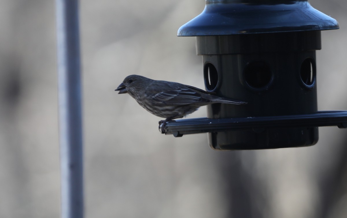 House Finch - ML627822156