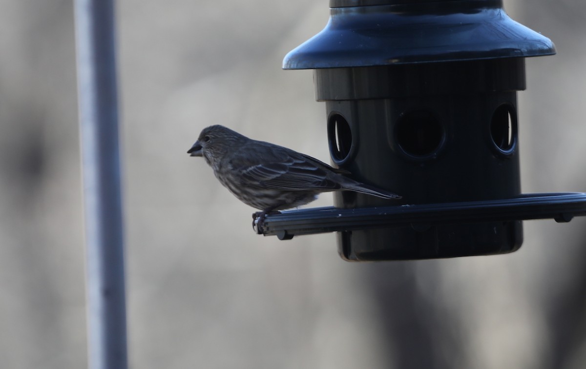 House Finch - ML627822157