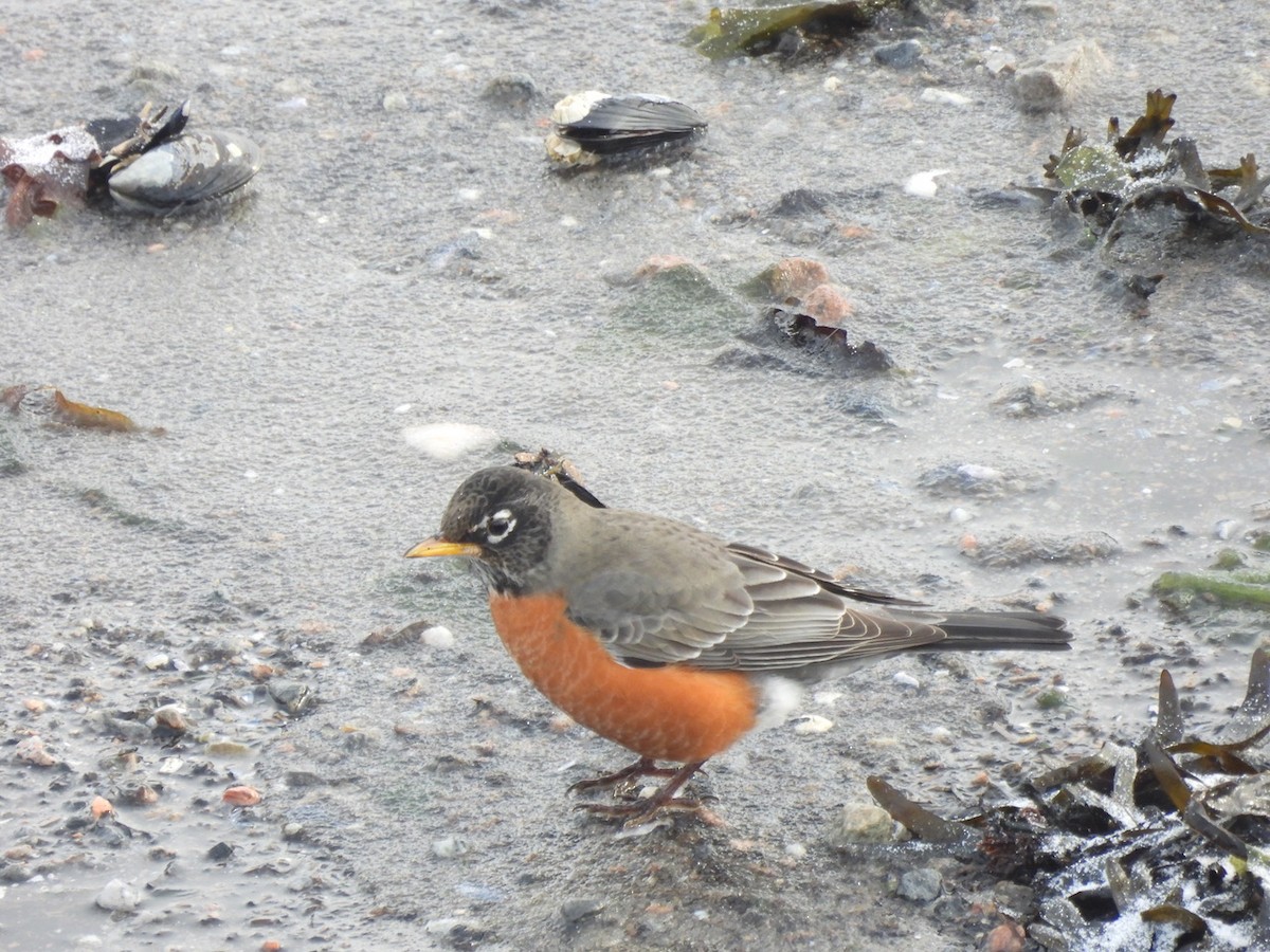 American Robin - ML627822218