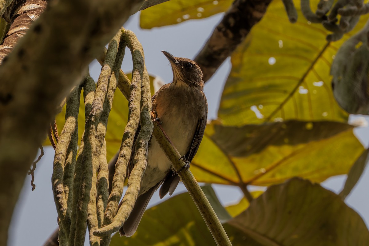 Black-billed Thrush - ML627822236