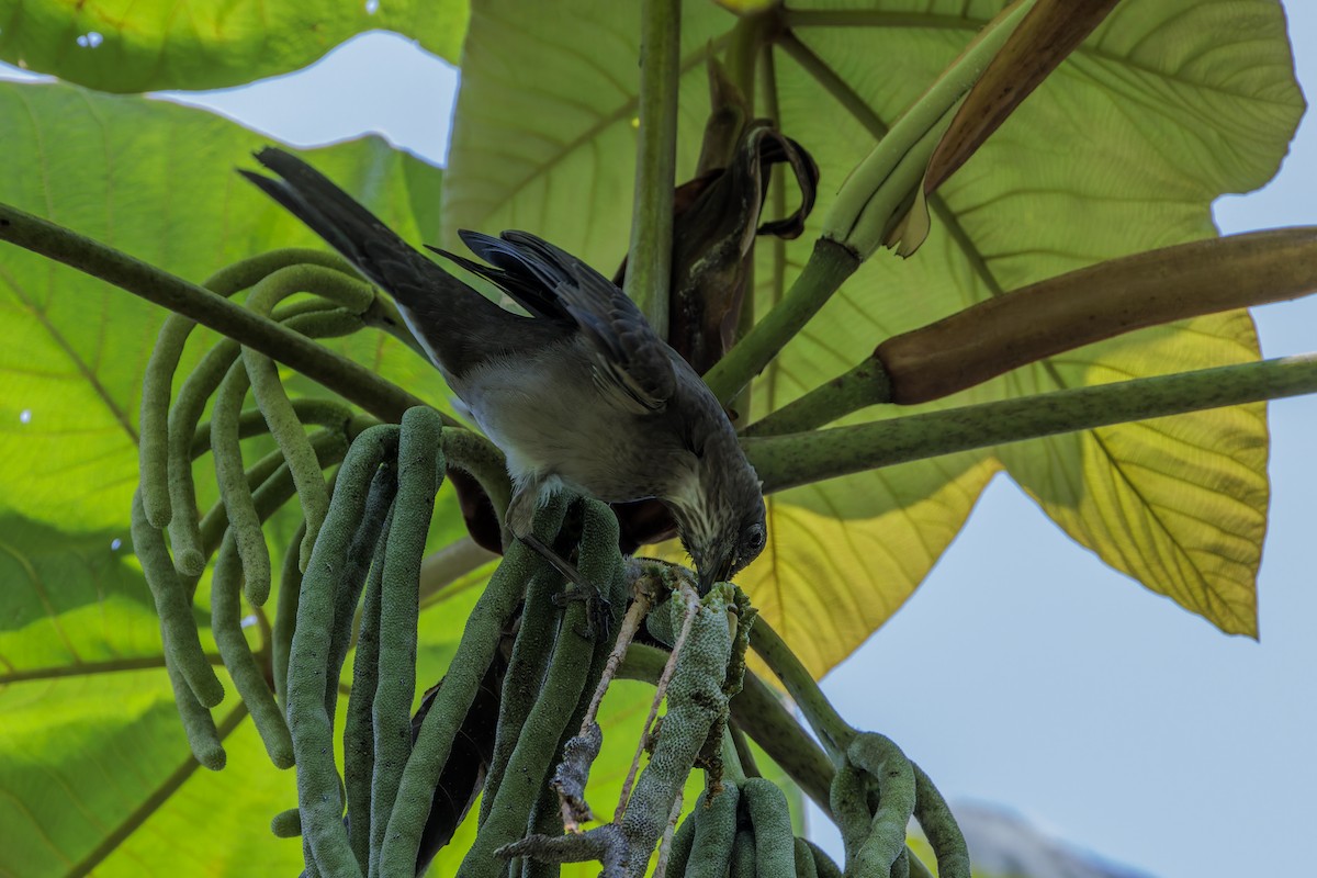 Black-billed Thrush - ML627822238