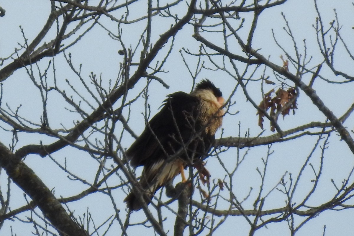 Crested Caracara - ML627822254