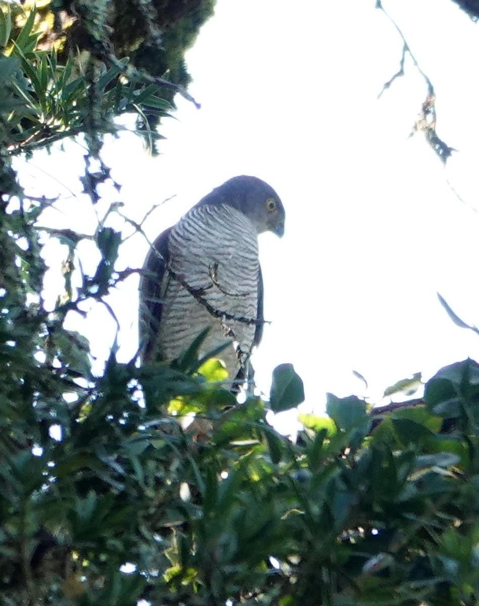 African Goshawk - ML627822256