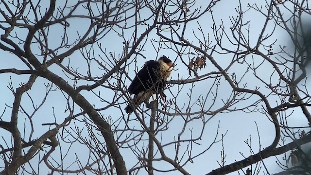 Crested Caracara - ML627822257