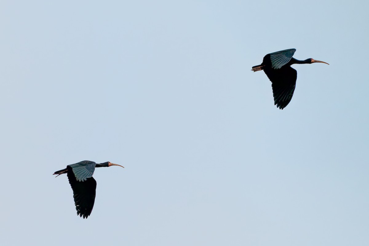 Bare-faced Ibis - ML627822339