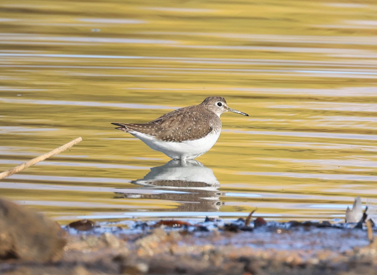 Solitary Sandpiper - ML627822398