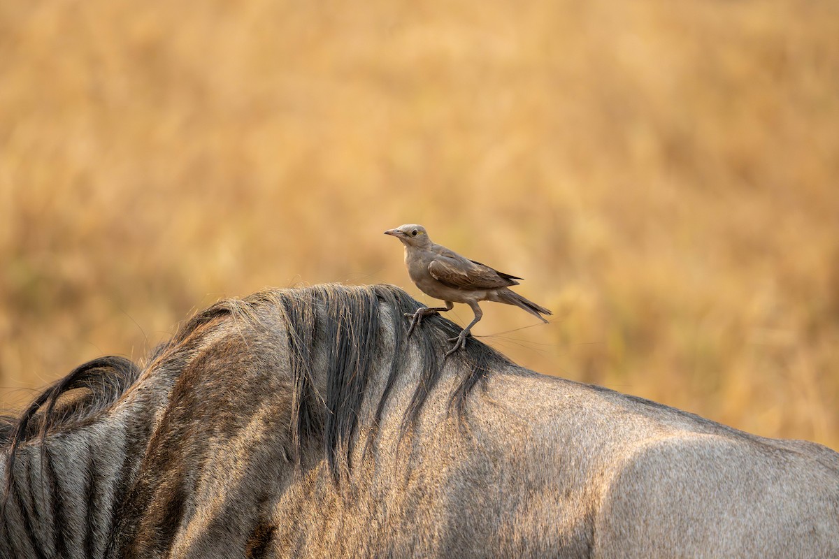 Wattled Starling - Rob Hodgson