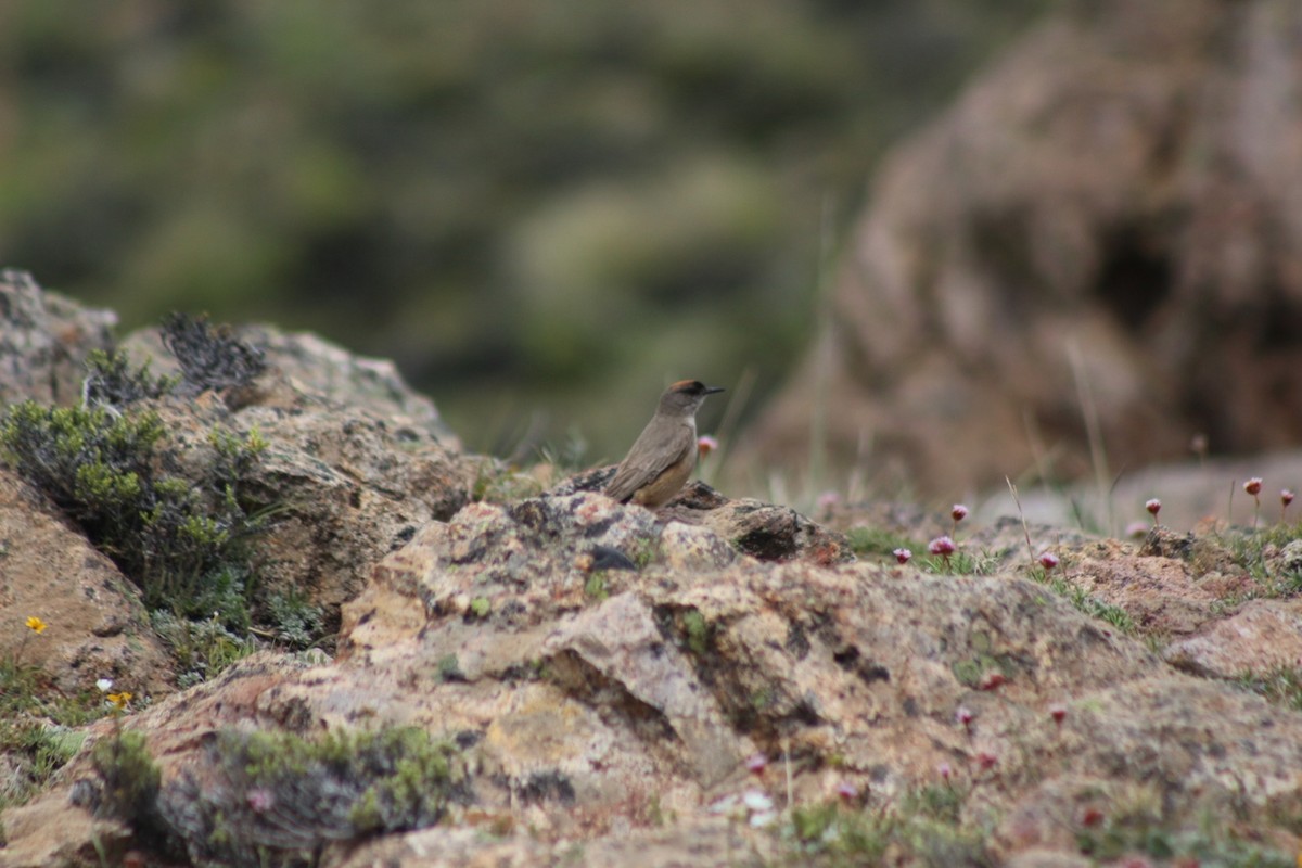 Cinnamon-bellied Ground-Tyrant - ML627822492