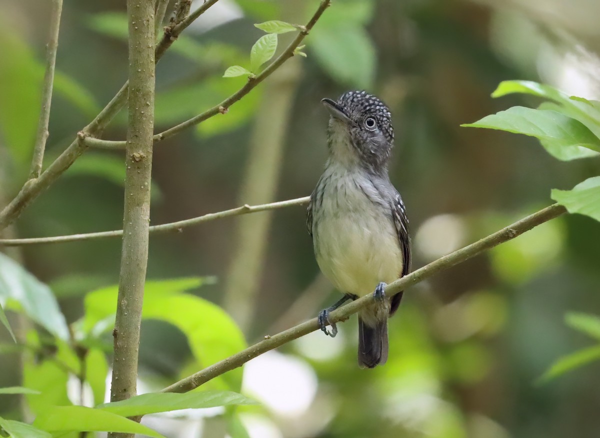 Spot-crowned Antvireo - ML627822506