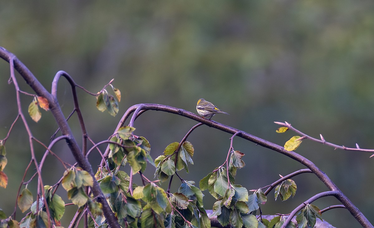 Cape May Warbler - ML627822539