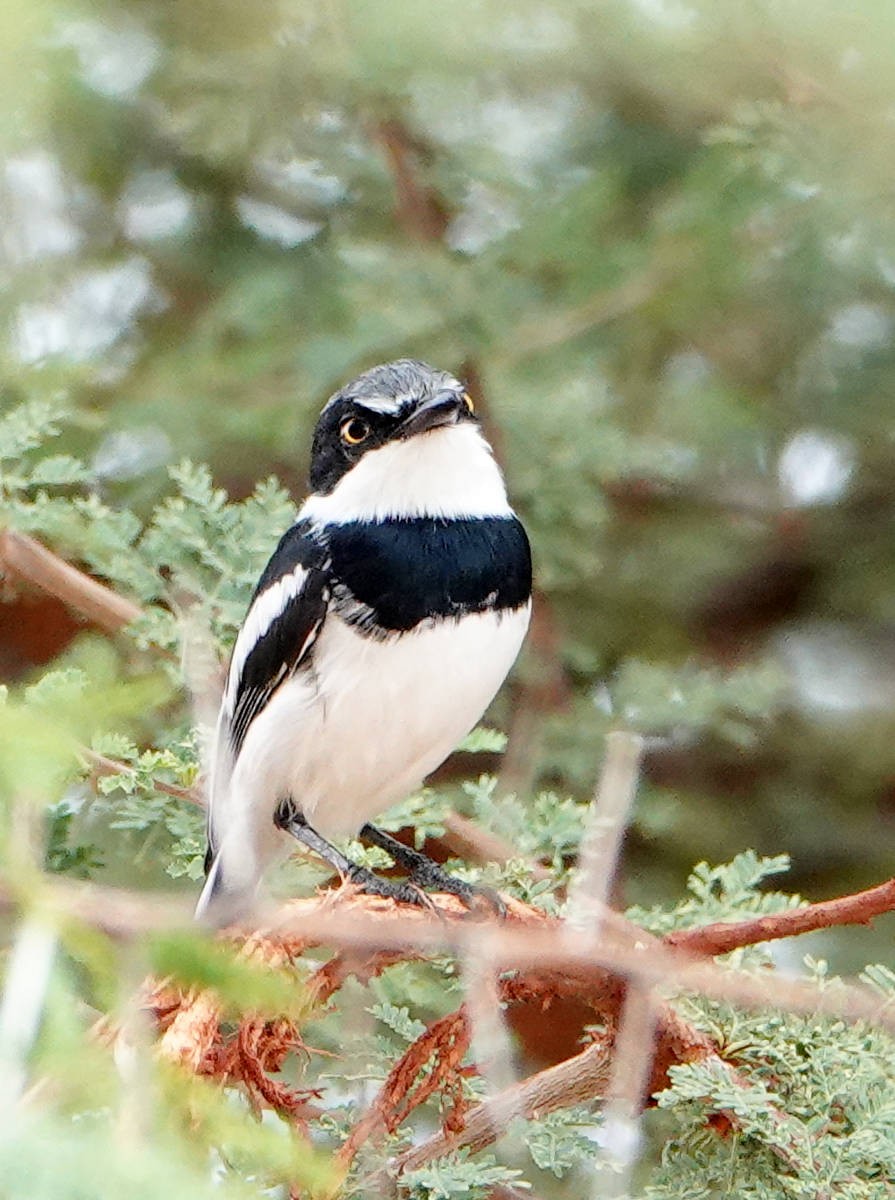 Pygmy Batis - ML627822571