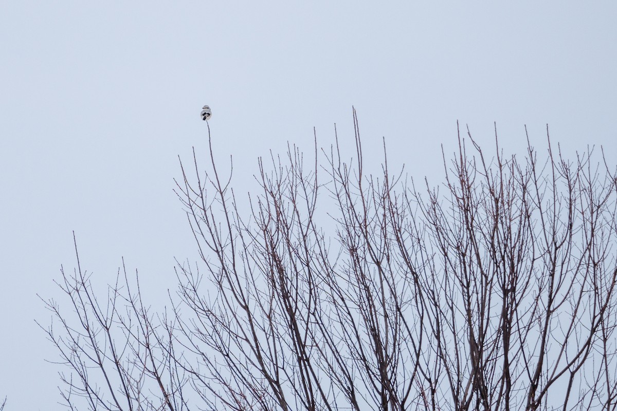 Antzandobi boreala - ML627822581