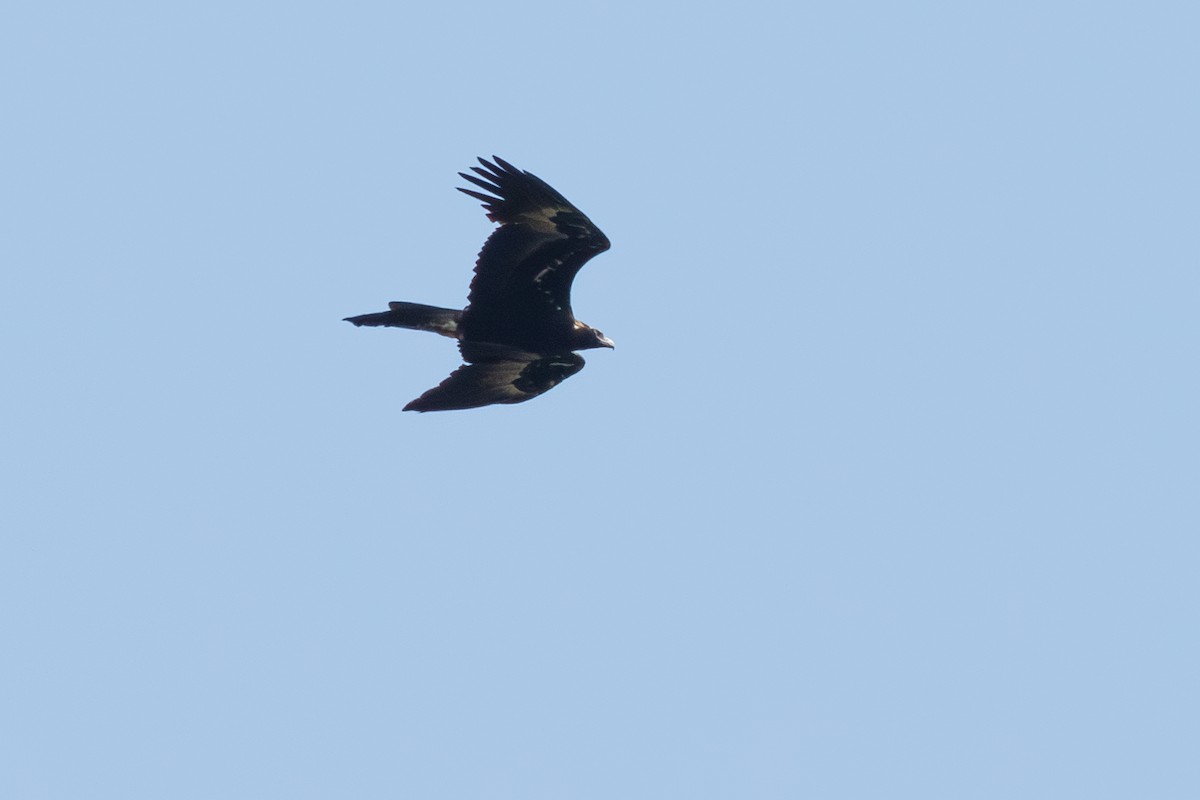 Wedge-tailed Eagle - ML627822650