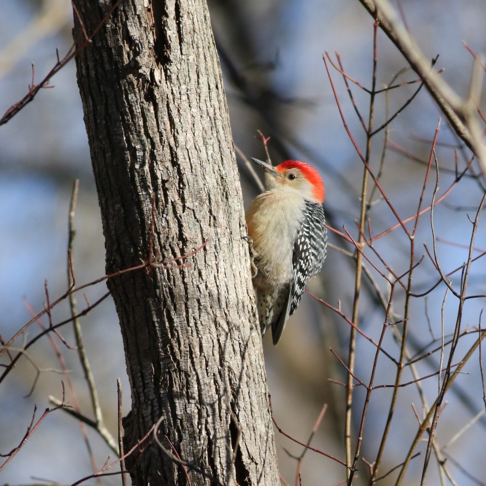 Red-bellied Woodpecker - ML627822660