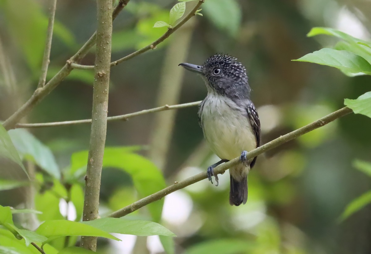 Spot-crowned Antvireo - ML627822672