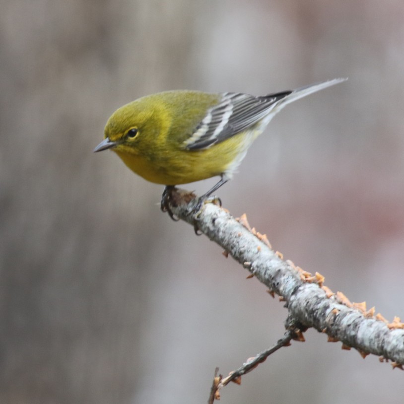 Pine Warbler - ML627822716