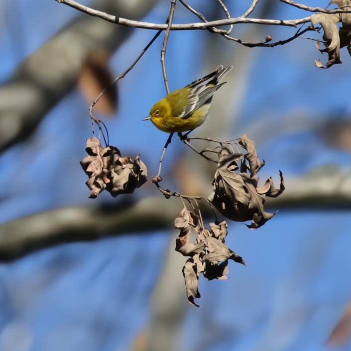 Pine Warbler - ML627822717