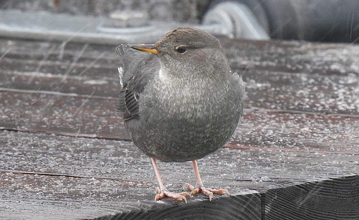 American Dipper - ML627822739