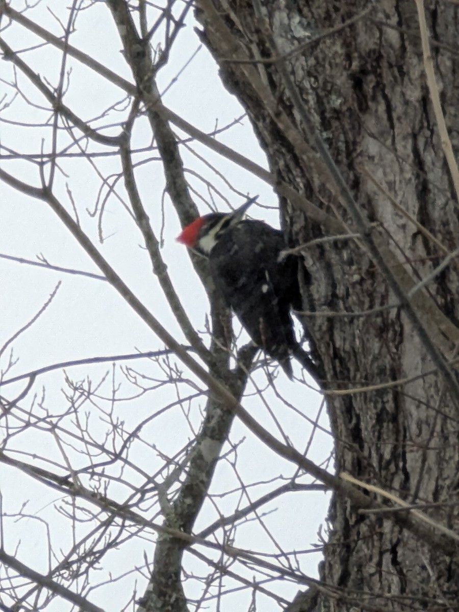 Pileated Woodpecker - ML627822766