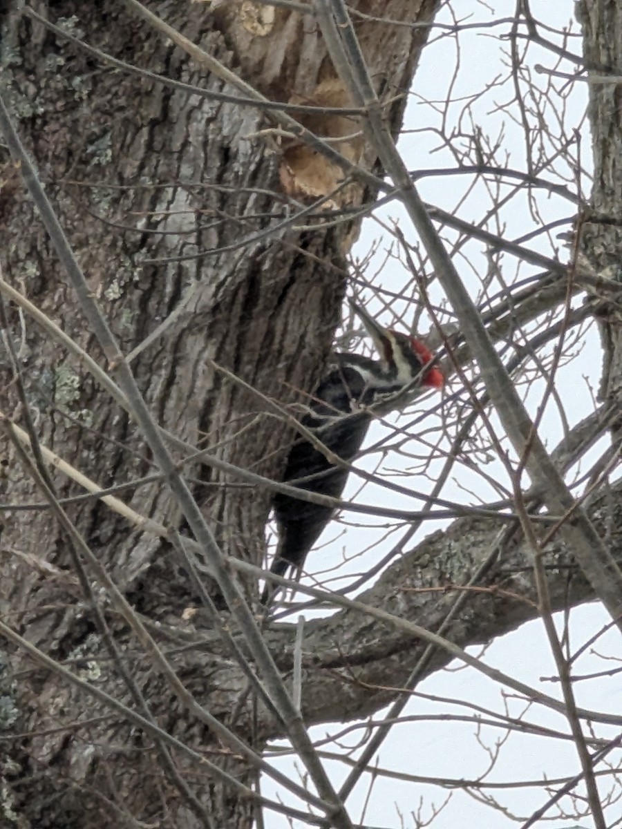 Pileated Woodpecker - ML627822767