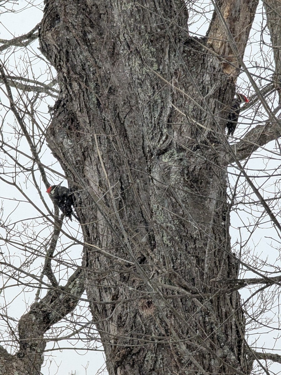 Pileated Woodpecker - ML627822768