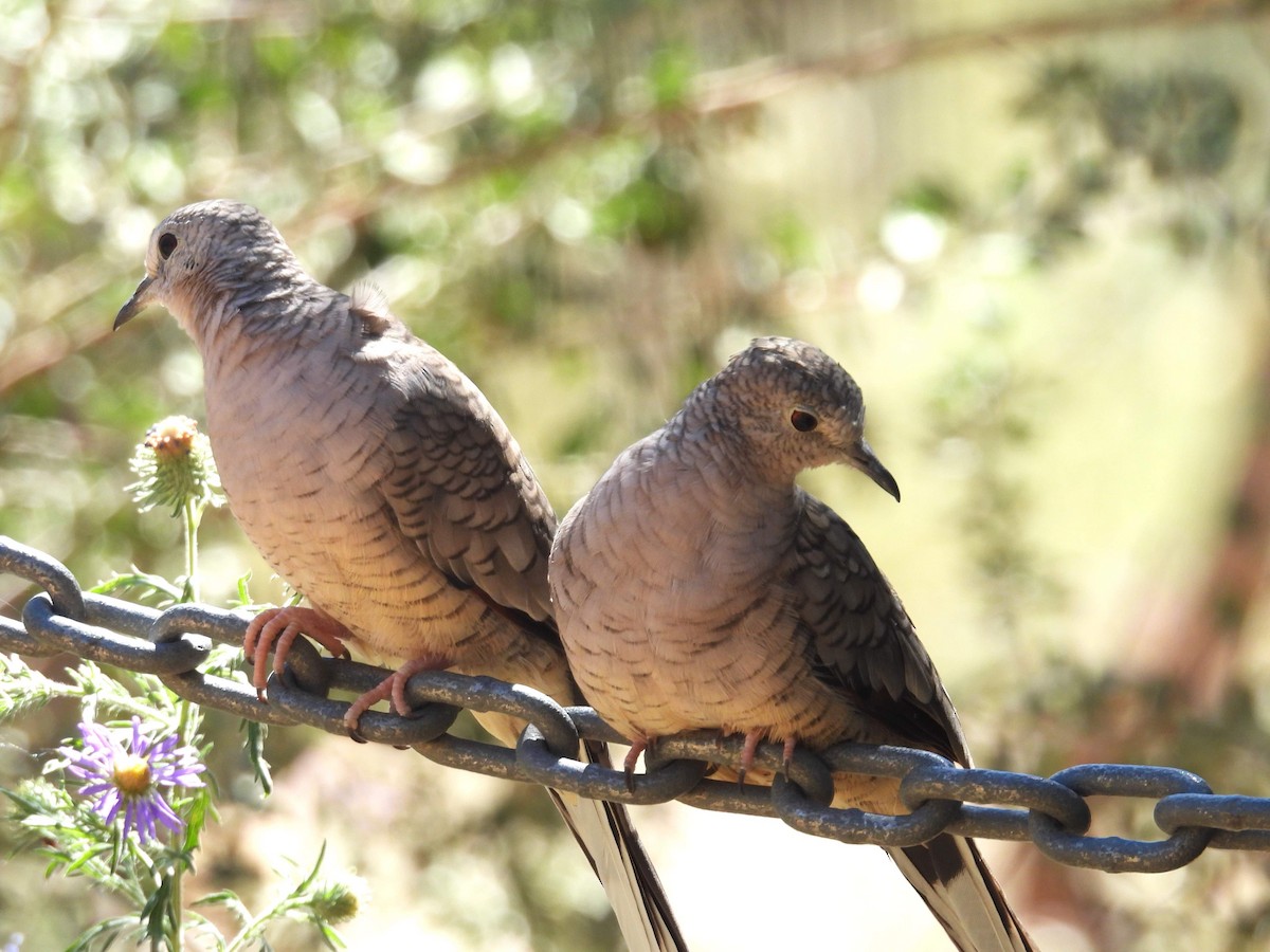 Inca Dove - ML627822880