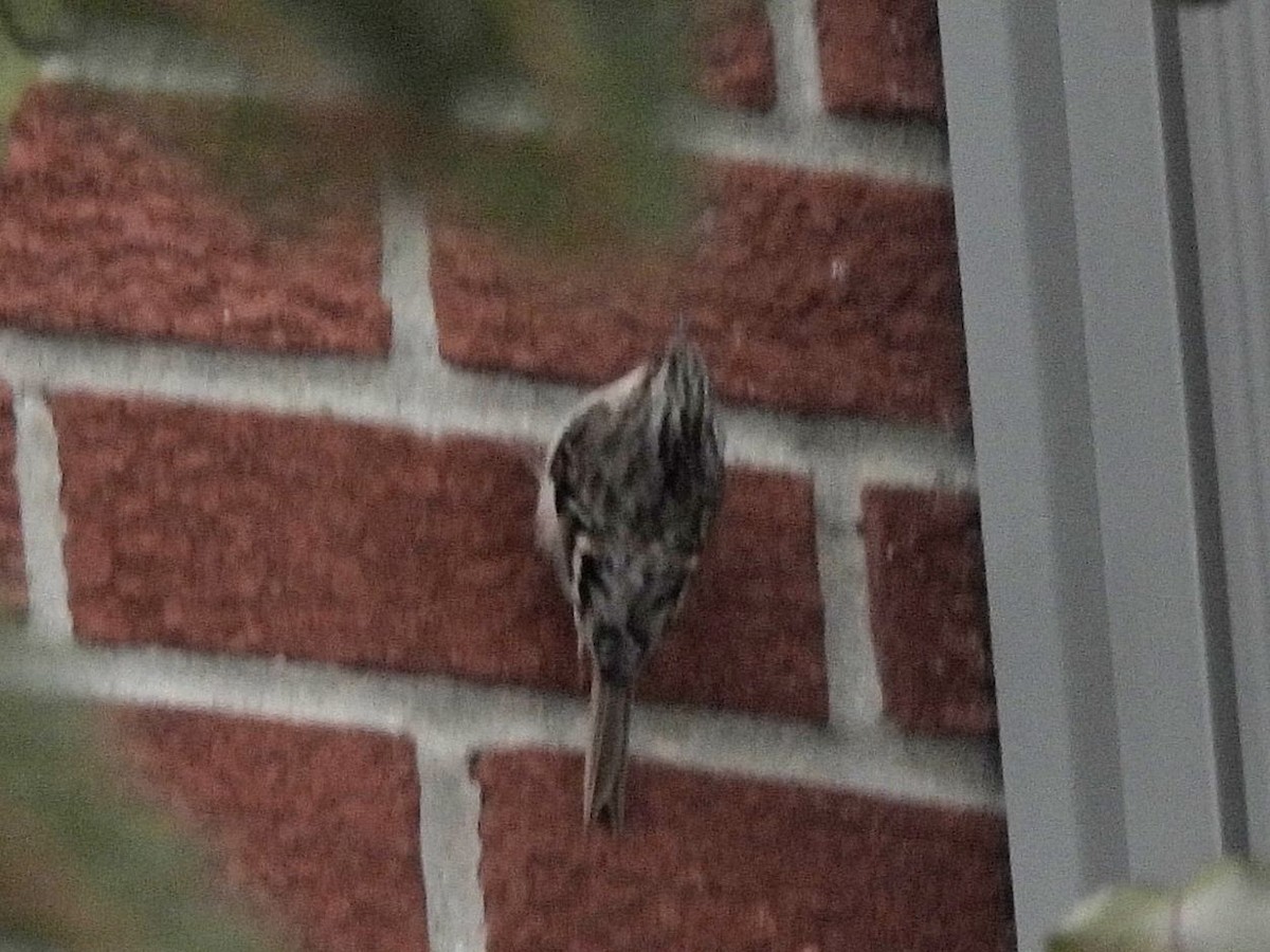 Brown Creeper - ML627822917