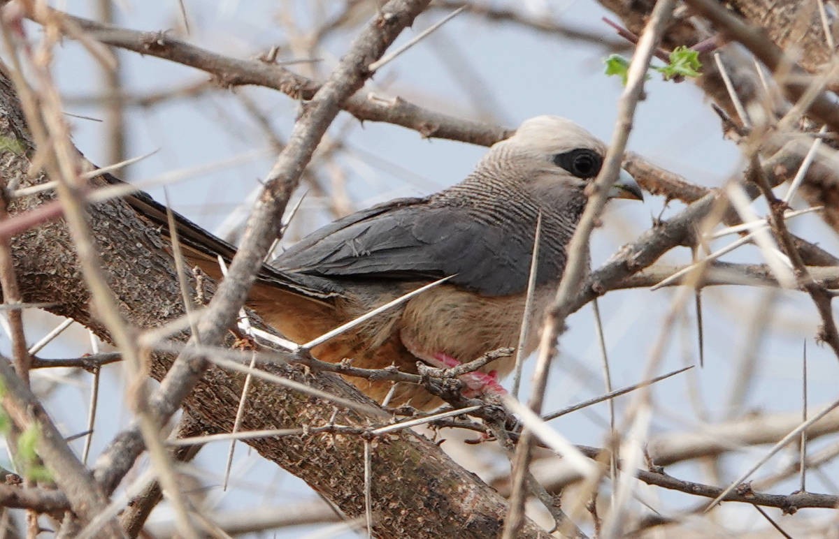 White-headed Mousebird - ML627822988