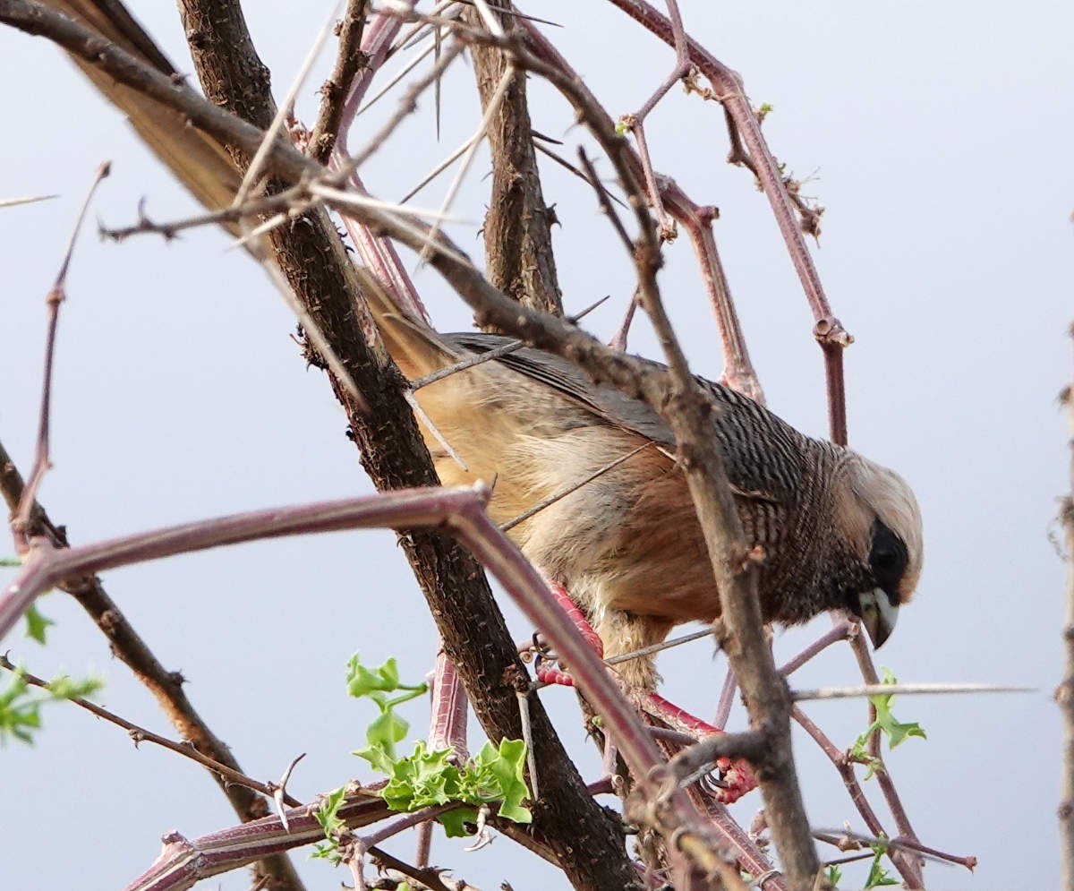 White-headed Mousebird - ML627822989