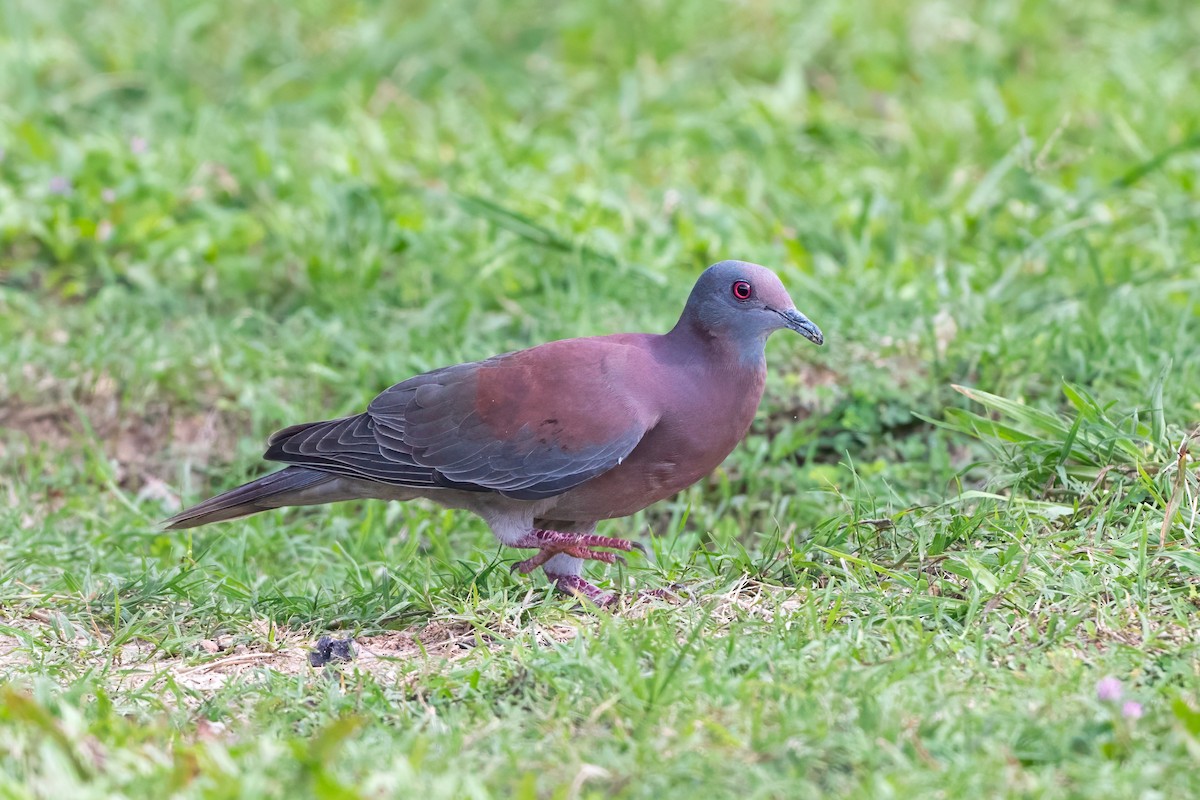 Pale-vented Pigeon - ML627823036