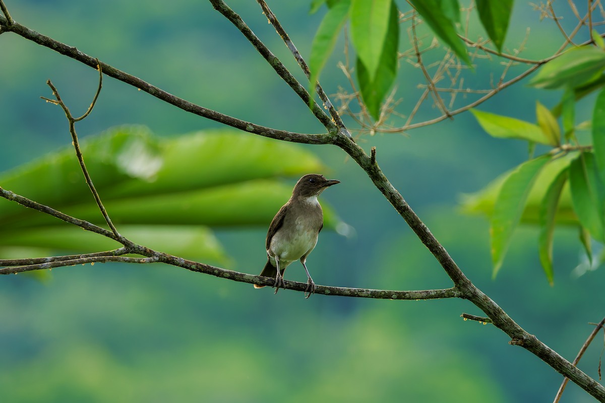 Black-billed Thrush - ML627823103