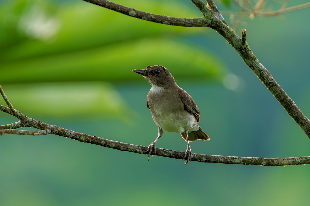 Black-billed Thrush - ML627823104